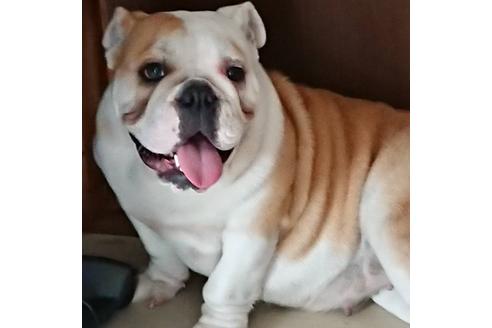 販売中のブルドッグの親犬