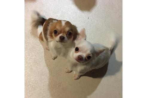 販売中のチワワ(ロングコート)の親犬