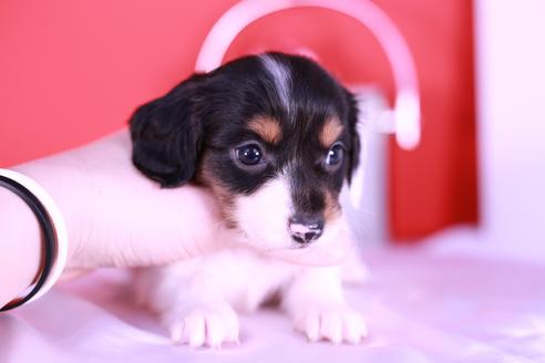 ミニチュアダックスフンドの子犬を探す ブリーダーナビ