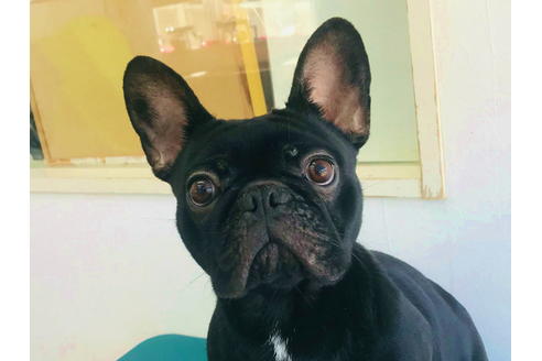販売中のフレンチブルドッグの親犬