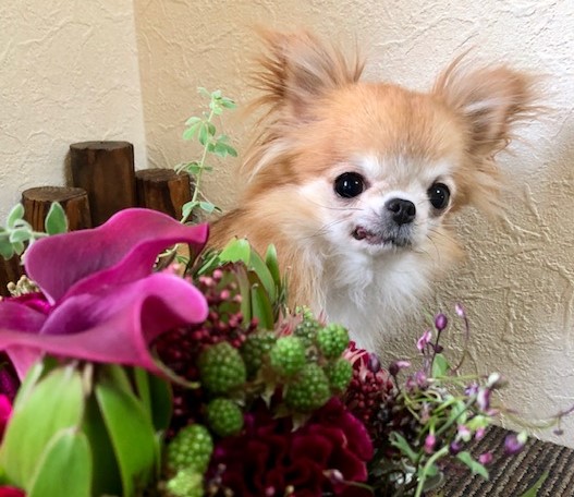 本名ブリーダー