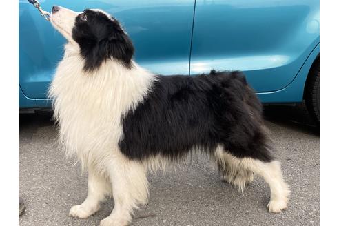 販売中のボーダーコリーの親犬