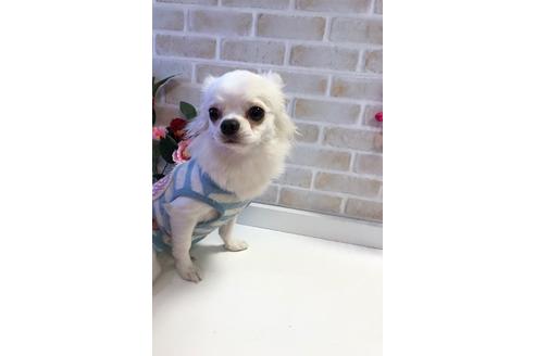 販売中のチワワ(ロングコート)の親犬