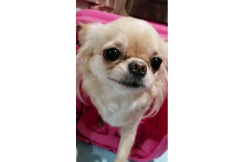 販売中のチワワ(ロングコート)の親犬