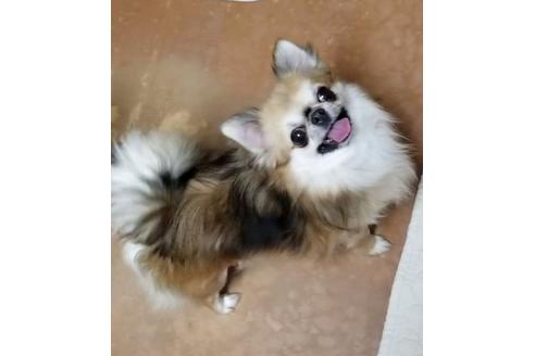 販売中のチワワ(ロングコート)の親犬