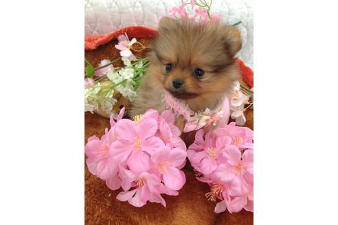 奈良県でポメラニアンの子犬を探す ブリーダーナビ 奈良県でポメラニアンの子犬を探す ブリーダーナビ