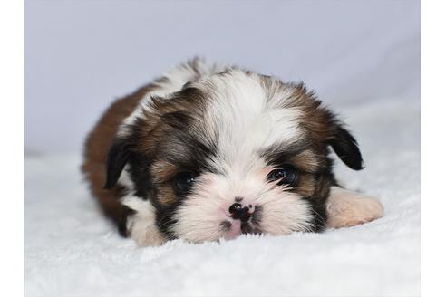愛知県のミックス犬 女の子 21 02 19生まれ チワズー シーズーとチワワのミックス 子犬id ブリーダーナビ 愛知県のミックス犬 女の子 21 02 19生まれ チワズー シーズーとチワワのミックス 子犬id ブリーダーナビ