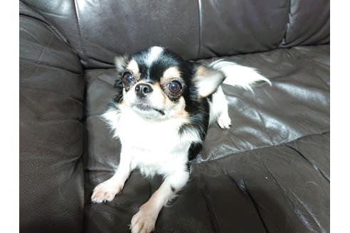 販売中のチワワ(ロングコート)の親犬
