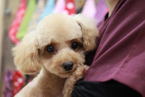 販売中のトイプードルの親犬