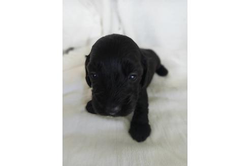 兵庫県のミックス犬 男の子 21 03 02生まれ トイプー ダックスの可愛いおとこのこです 子犬id 1292 ブリーダーナビ