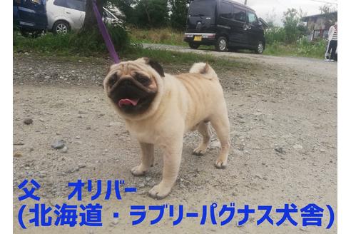 販売中のパグの親犬