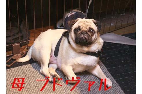 販売中のパグの親犬