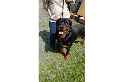 販売中のロットワイラーの親犬