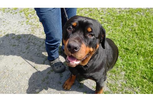 販売中のロットワイラーの親犬