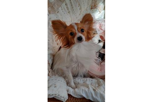 販売中のパピヨンの親犬