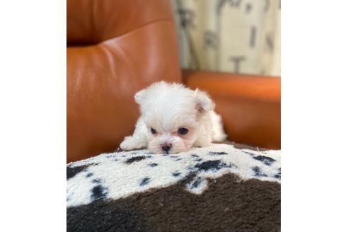 マルチーズの子犬を探す ブリーダーナビ マルチーズの子犬を探す ブリーダーナビ