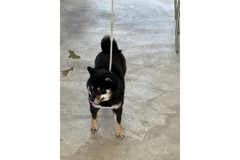 販売中の豆柴の親犬