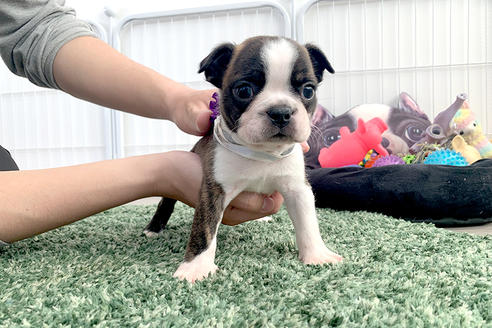 京都府のボストンテリア 男の子 21 02 21生まれ とっても可愛いボストンテリアの男の子です 子犬id ブリーダーナビ