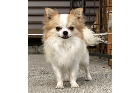 販売中のチワワ(ロングコート)の親犬