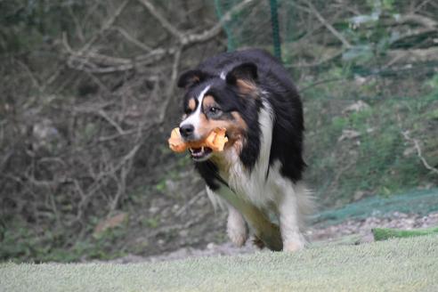 販売中のボーダーコリーの親犬