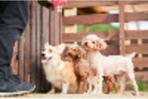 犬舎紹介の兵庫県の犬舎紹介-697の2枚目