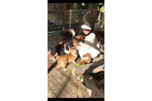 犬舎紹介の兵庫県の犬舎紹介-697の3枚目