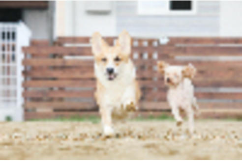 犬舎紹介の兵庫県の犬舎紹介-697の5枚目