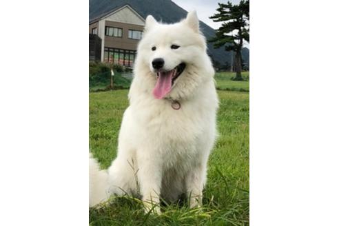 販売中のサモエドの親犬