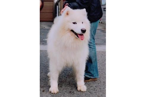 販売中のサモエドの親犬