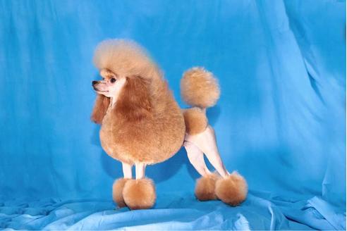 販売中のタイニープードルの親犬