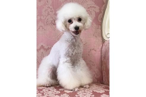 販売中のタイニープードルの親犬