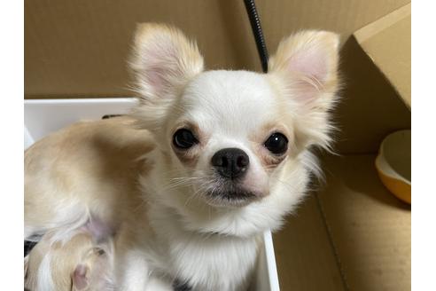 販売中のチワワ(ロングコート)の親犬