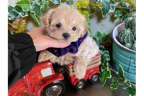 香川県のマルプー 男の子 21 02 16生まれ クリクリお目目の極小イケメンくん 子犬id 1272 ブリーダーナビ