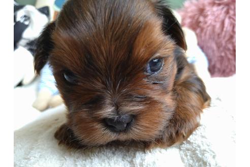 ミックス犬の子犬を探す ブリーダーナビ