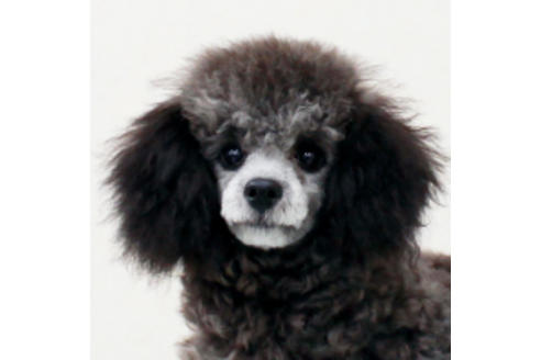 販売中のトイプードルの親犬