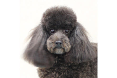 販売中のトイプードルの親犬