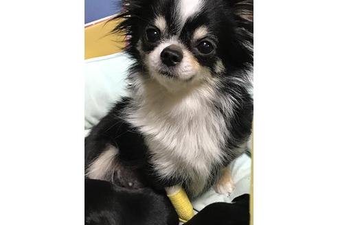 販売中のチワワ(ロングコート)の親犬