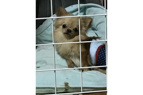 販売中のチワワ(ロングコート)の親犬