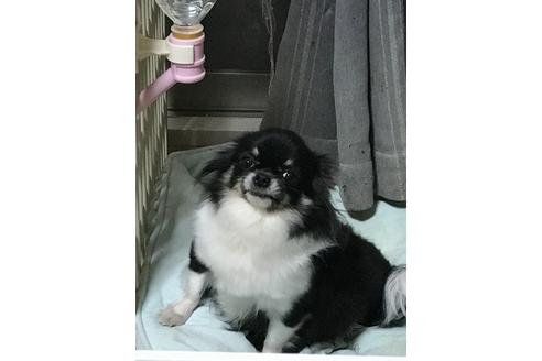 販売中のチワワ(ロングコート)の親犬