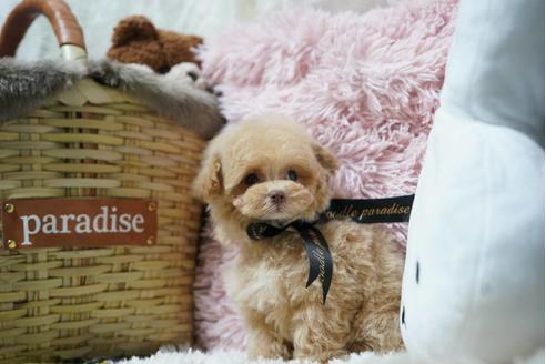 京都府のティーカッププードル 男の子 21 01 29生まれ 幼いお顔で可愛いです 子犬id ブリーダーナビ