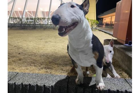 栃木県のミニチュアブルテリア 女の子 07 31生まれ ワールドチャンピオンの仔犬ミニチュアブルテリア 生まれました 子犬id 1049 ブリーダーナビ 栃木県のミニチュアブルテリア 女の子 07 31生まれ ワールドチャンピオンの仔犬ミニチュアブルテリア 生まれました 子犬id 1049 ブリーダーナビ