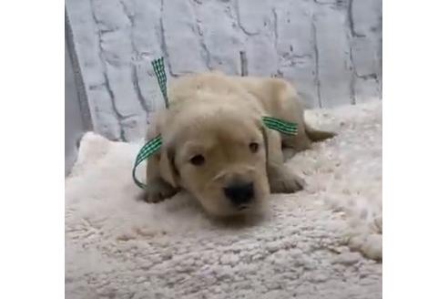 福井県でゴールデンレトリーバーの子犬を探す ブリーダーナビ
