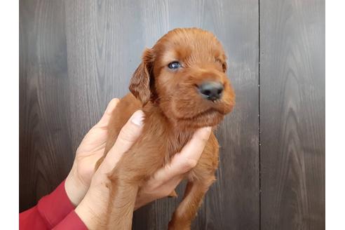 栃木県のアイリッシュセッター 女の子 21 02 23生まれ 大手別途ショップにて販売中 子犬id ブリーダーナビ 栃木県のアイリッシュセッター 女の子 21 02 23生まれ 大手別途ショップにて販売中 子犬id ブリーダーナビ