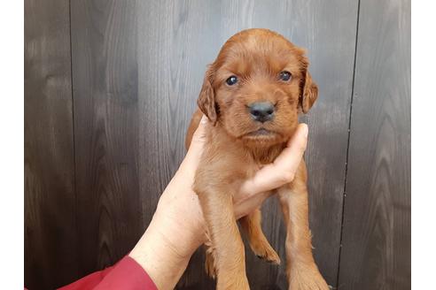栃木県のアイリッシュセッター 女の子 21 02 23生まれ 大手別途ショップにて販売中 子犬id ブリーダーナビ 栃木県のアイリッシュセッター 女の子 21 02 23生まれ 大手別途ショップにて販売中 子犬id ブリーダーナビ