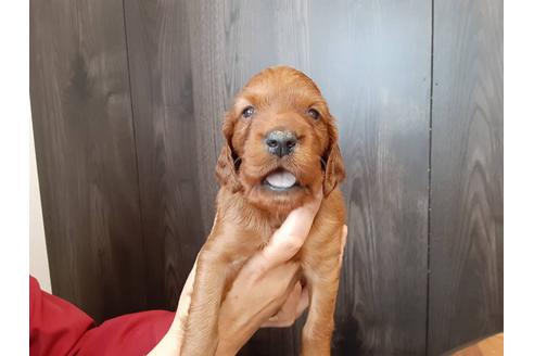 栃木県のアイリッシュセッター 女の子 21 02 23生まれ 生まれました 子犬id ブリーダーナビ 栃木県のアイリッシュセッター 女の子 21 02 23生まれ 生まれました 子犬id ブリーダーナビ