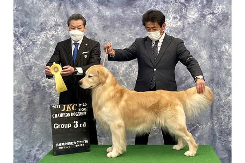 販売中のゴールデンレトリーバーの親犬