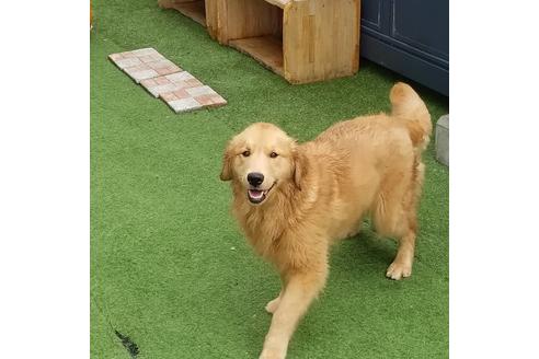 販売中のゴールデンレトリーバーの親犬