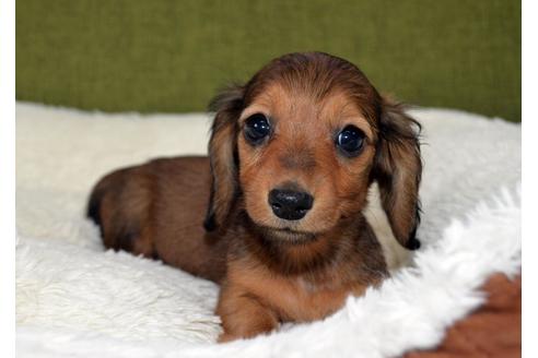 ミニチュアダックスフンドの子犬を探す ブリーダーナビ ミニチュアダックスフンドの子犬を探す ブリーダーナビ