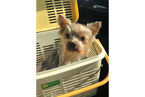 販売中のヨークシャーテリアの親犬