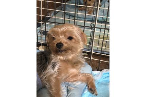 販売中のヨークシャーテリアの親犬